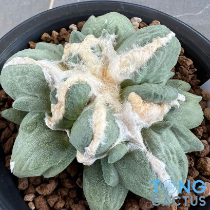 Ariocarpus maruibo trifinger pectinatus