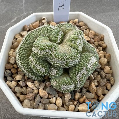 Strombocactus disciformis cristata