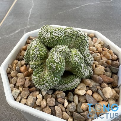 Strombocactus disciformis cristata