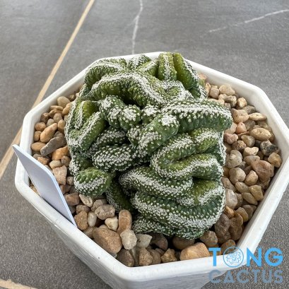 Strombocactus disciformis cristata