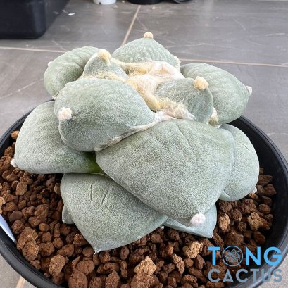 Ariocarpus retusus var. furfuraceus f. brevituberosus