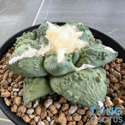 Ariocarpus lloydii x cauliflower