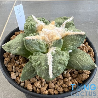 Ariocarpus lloydii x cauliflower