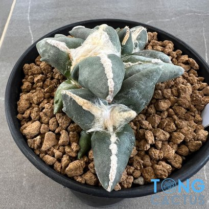 Ariocarpus maruibo pectinatus (cluster form)
