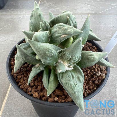 Ariocarpus cauliflower (cluster form)