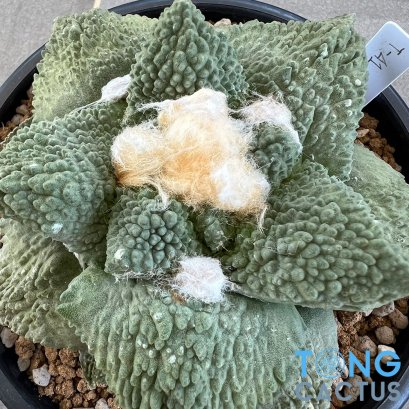 Ariocarpus retusus x godzila