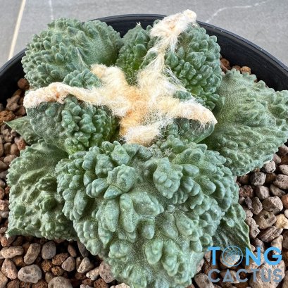 Ariocarpus cauliflower x godzilla