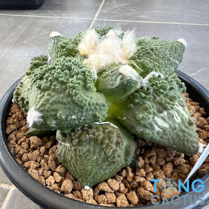 Ariocarpus cauliflower x godzilla