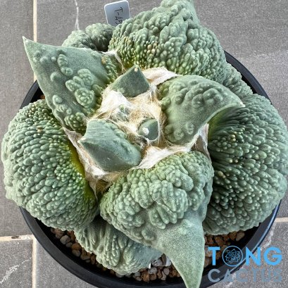 Ariocarpus cauliflower
