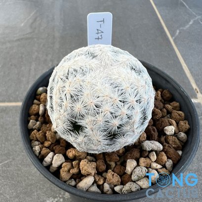 Mammillaria herrerae diamond