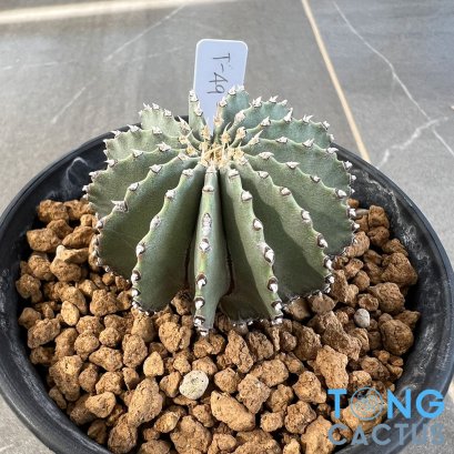 Geohintonia mexicana