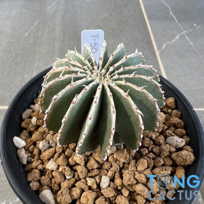 Geohintonia mexicana