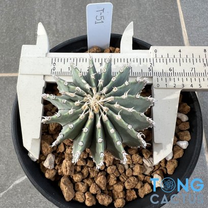 Geohintonia mexicana