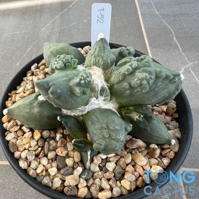 Ariocarpus maruibo x cauliflower