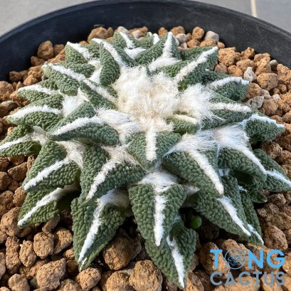 Ariocarpus kotschoubeyanus elephantidens ooibo
