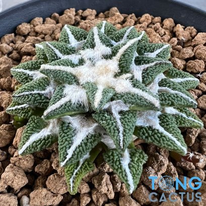 Ariocarpus kotschoubeyanus elephantidens ooibo