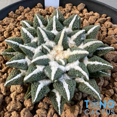 Ariocarpus kotschoubeyanus elephantidens ooibo