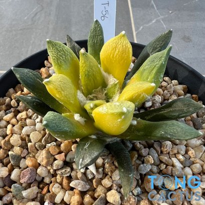 Ariocarpus kotschoubeyanus elephantidens hybrid variegated