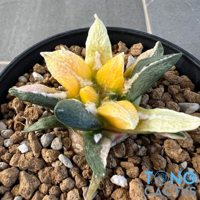 Ariocarpus kotschoubeyanus elephantidens hybrid variegated