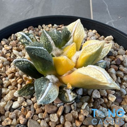 Ariocarpus kotschoubeyanus elephantidens hybrid variegated