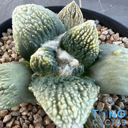 Ariocarpus retusus x godzilla (cv yellow)