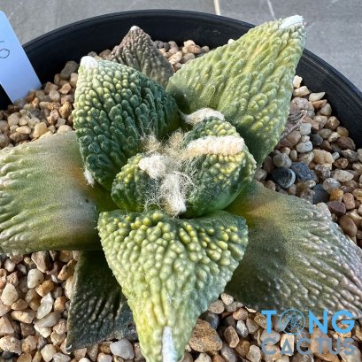Ariocarpus retusus x godzilla (cv yellow)