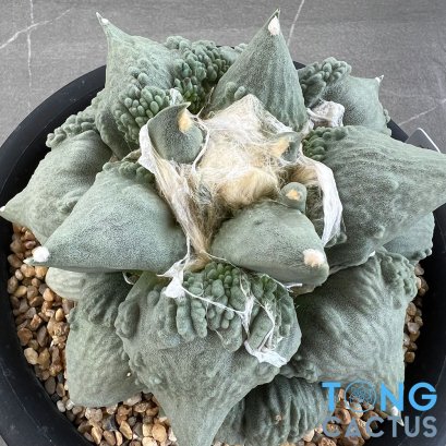 Ariocarpus cauliflower