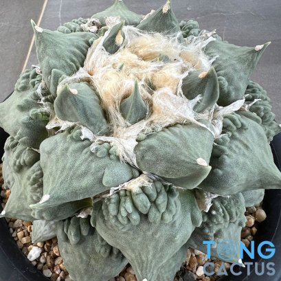 Ariocarpus cauliflower