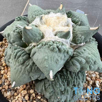 Ariocarpus cauliflower