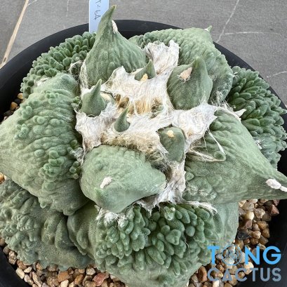 Ariocarpus cauliflower