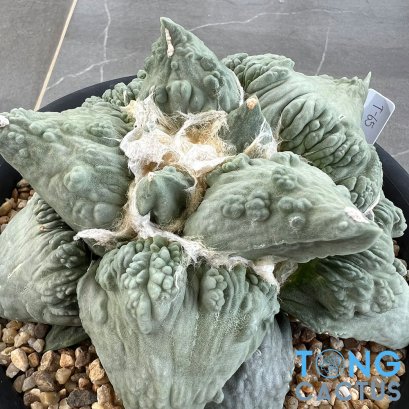 Ariocarpus cauliflower
