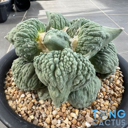 Ariocarpus cauliflower