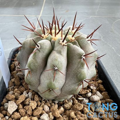 Copiapoa cinerea