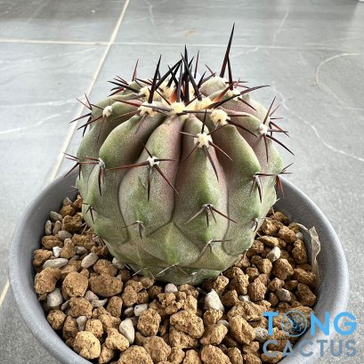 Copiapoa cinerea