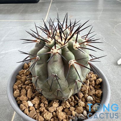 Copiapoa cinerea