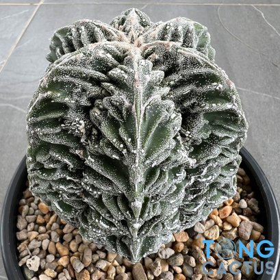 Astrophytum myriostigma cv. FUKURYU