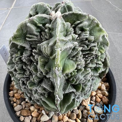 Astrophytum myriostigma cv. FUKURYU