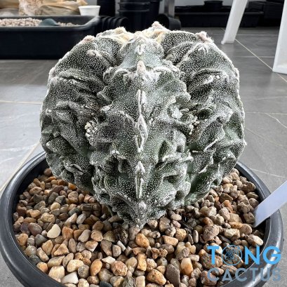 Astrophytum myriostigma cv. FUKURYU