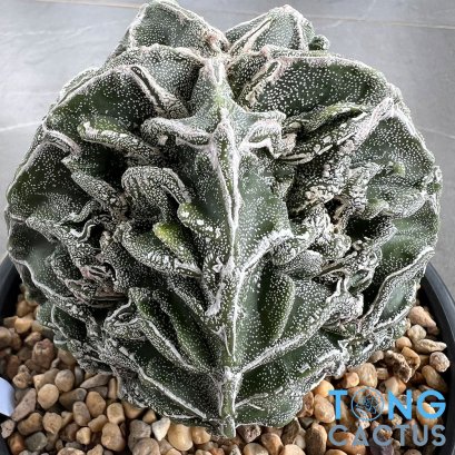 Astrophytum myriostigma cv. FUKURYU
