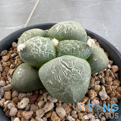 Ariocarpus lloydii