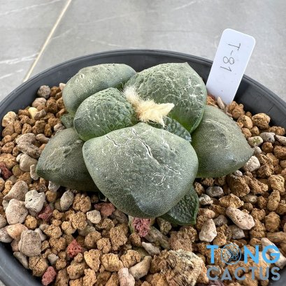 Ariocarpus lloydii