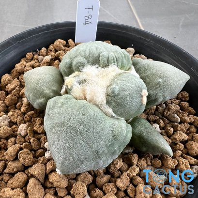 Ariocarpus maruibo x cauliflower