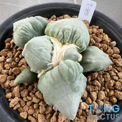 Ariocarpus maruibo x cauliflower