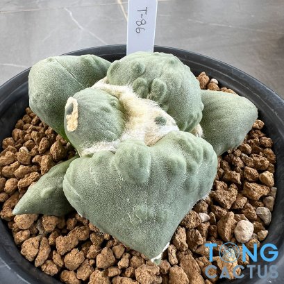 Ariocarpus maruibo x cauliflower