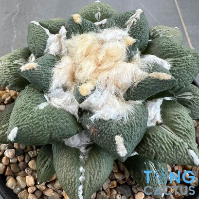 Ariocarpus kotschoubeyanus hybrid