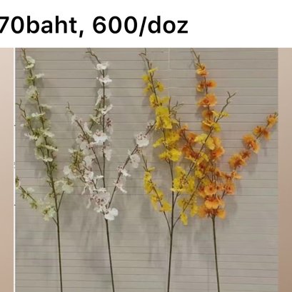 กล้วยไม้ “ตุ๊กตาเริงระบำ” หรือ “กระโปรงแหม่ม”