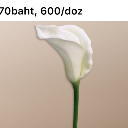 คาลล่าลิลลี่