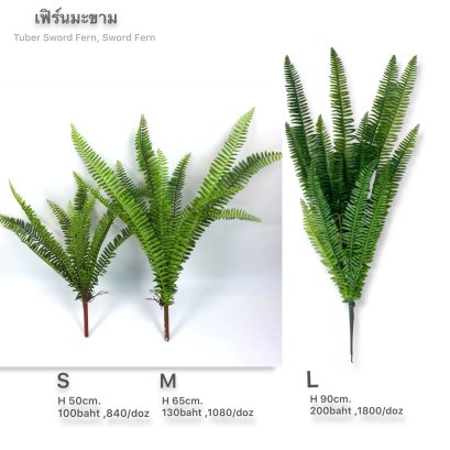 เฟิร์น