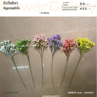 ยิปโซฟิล่า