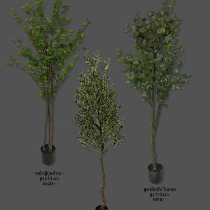 ระฆังญี่ปุ่น, ยูคาลิปตัส, มะกอกดำ